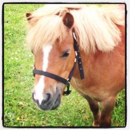 Shetlænder Tornerose billede 9