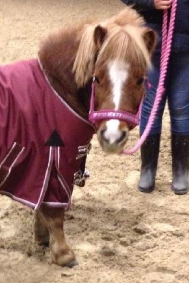 Shetlænder Tornerose billede 10