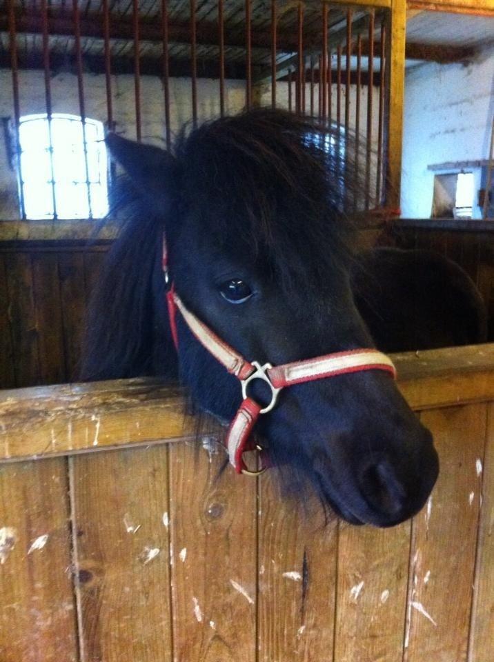 Shetlænder Tulle - Stalden med tulle. billede 7