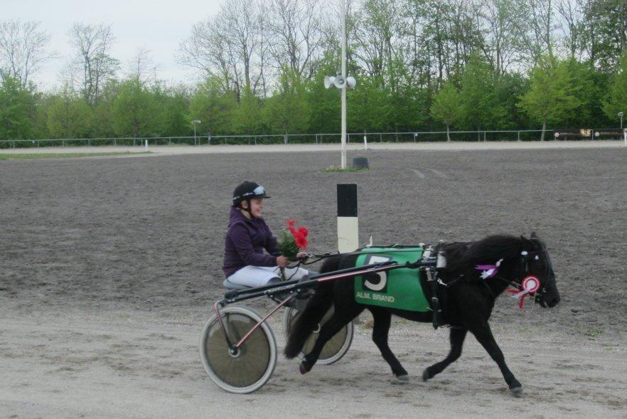 Shetlænder Tulle - Mig og Tulle vinder på Vilhelmsborg travbane billede 9