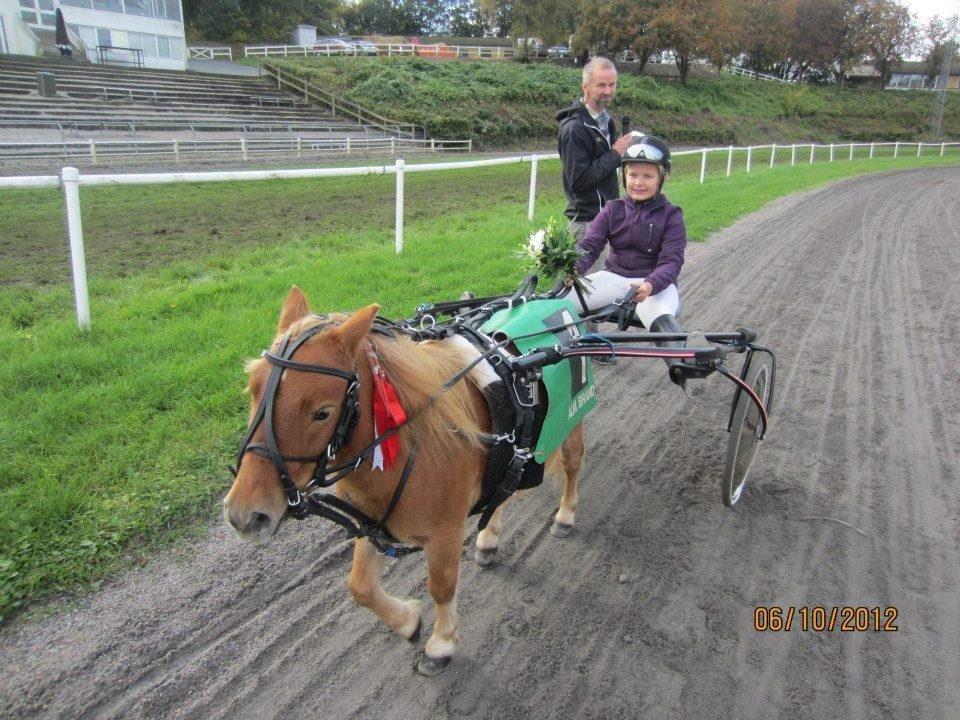 Shetlænder Seppo - Seppo og jeg vinder. billede 6