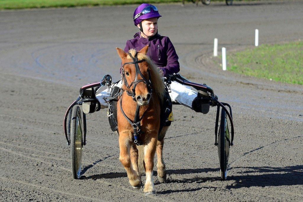 Shetlænder Seppo - Mig og Seppo. Jeg ser lidt sur ud men altså What Evaaar. billede 7