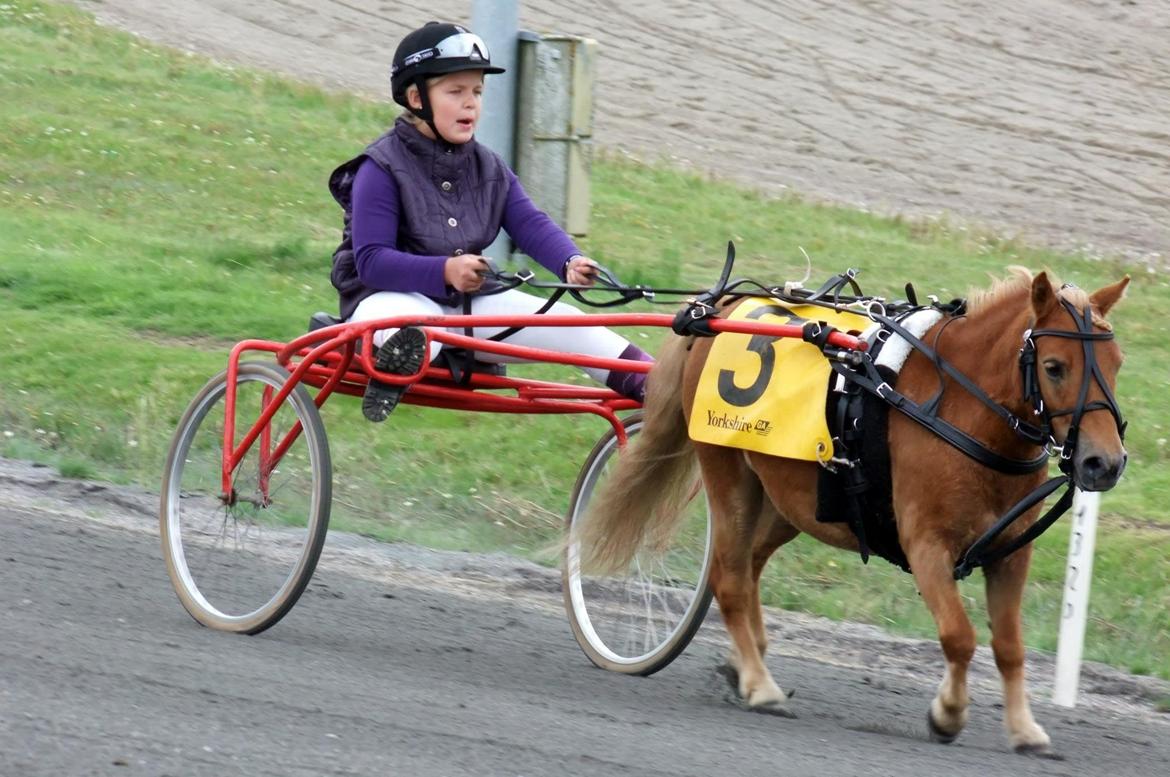 Shetlænder Seppo - Skive Travbane. billede 8