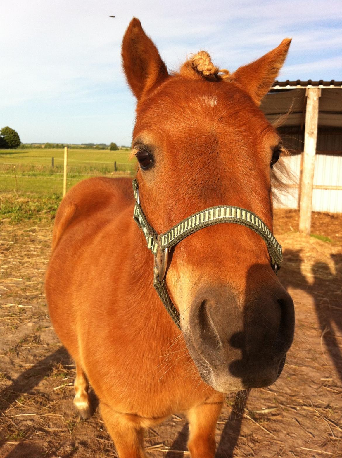Shetlænder Seppo - Hygge på folden med Seppo ;D billede 9
