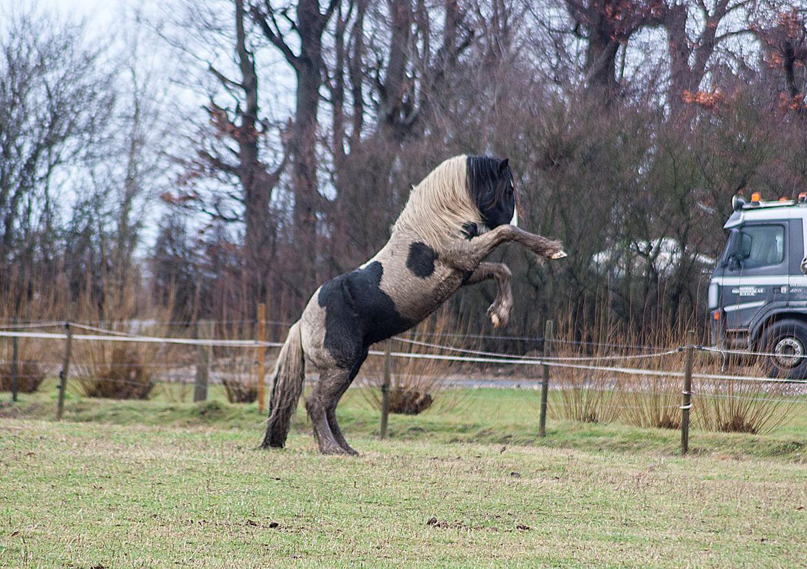 Irish Cob Gordon Blue billede 20
