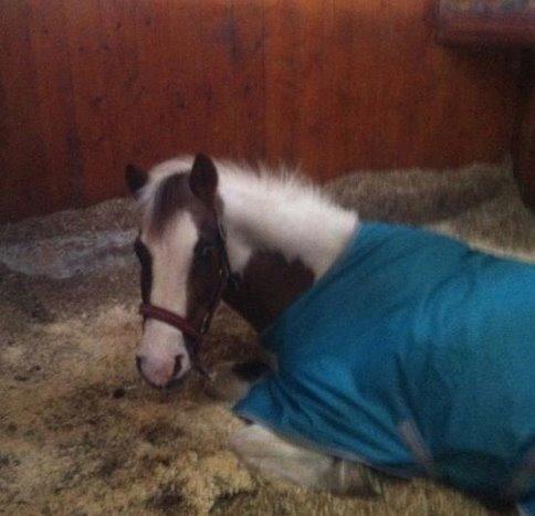 Anden særlig race Dyrekærgårds Indian Bahari - Harry tager en slapper i sin boks! billede 7