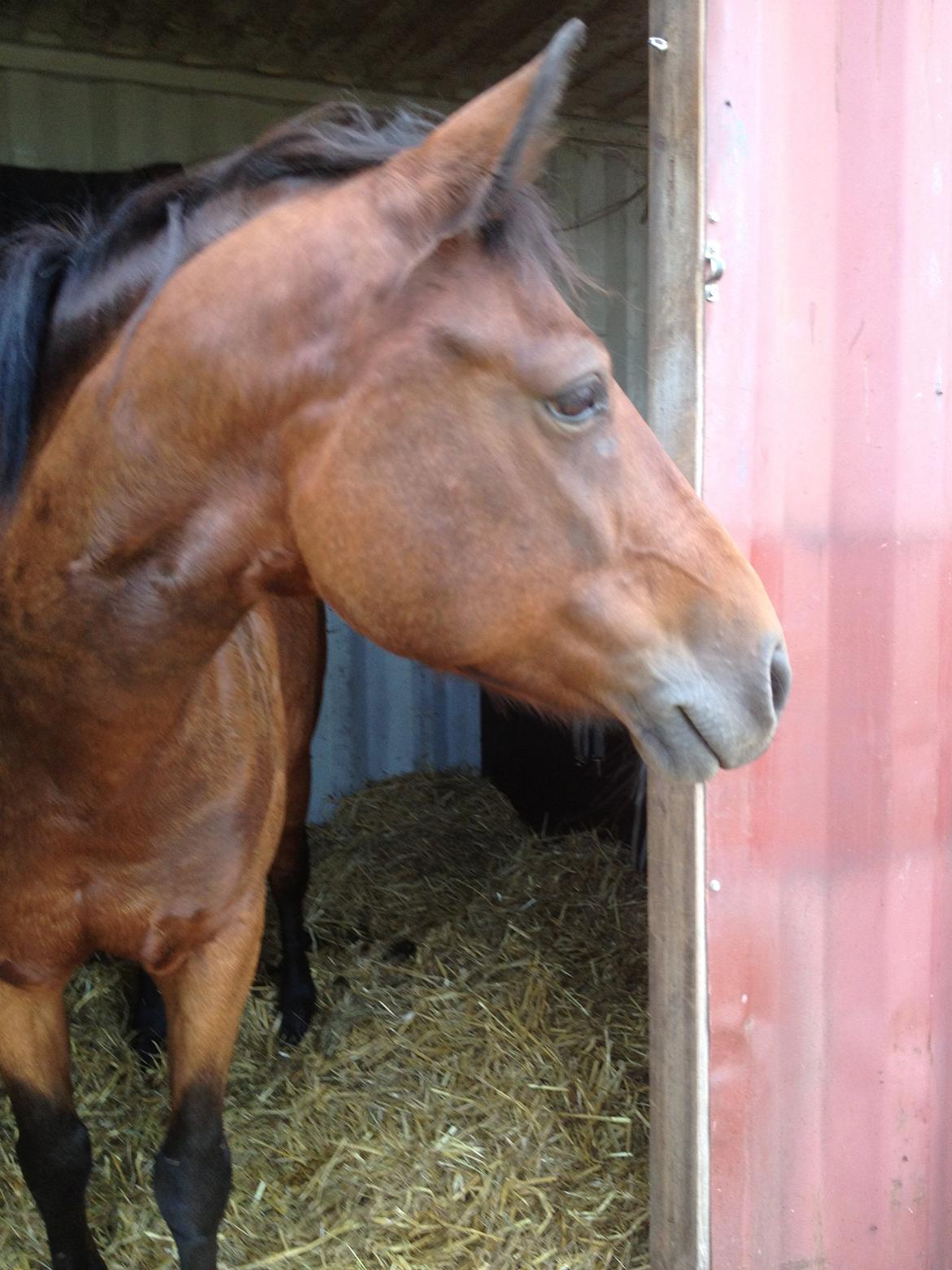 Hollandsk Sportspony lady(vsr) billede 1