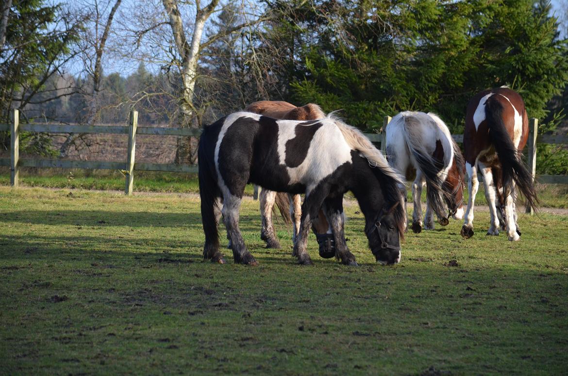 Irish Cob Crossbreed Blue Cheval Inesto (Tidl ) Pony billede 10