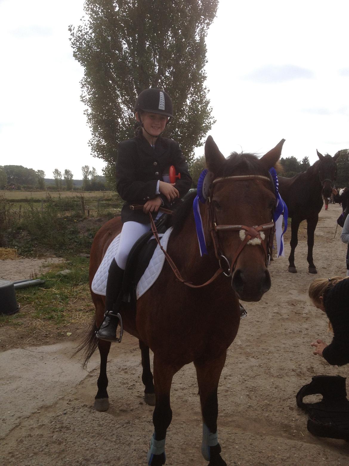 Hollandsk Sportspony lady(vsr) billede 3