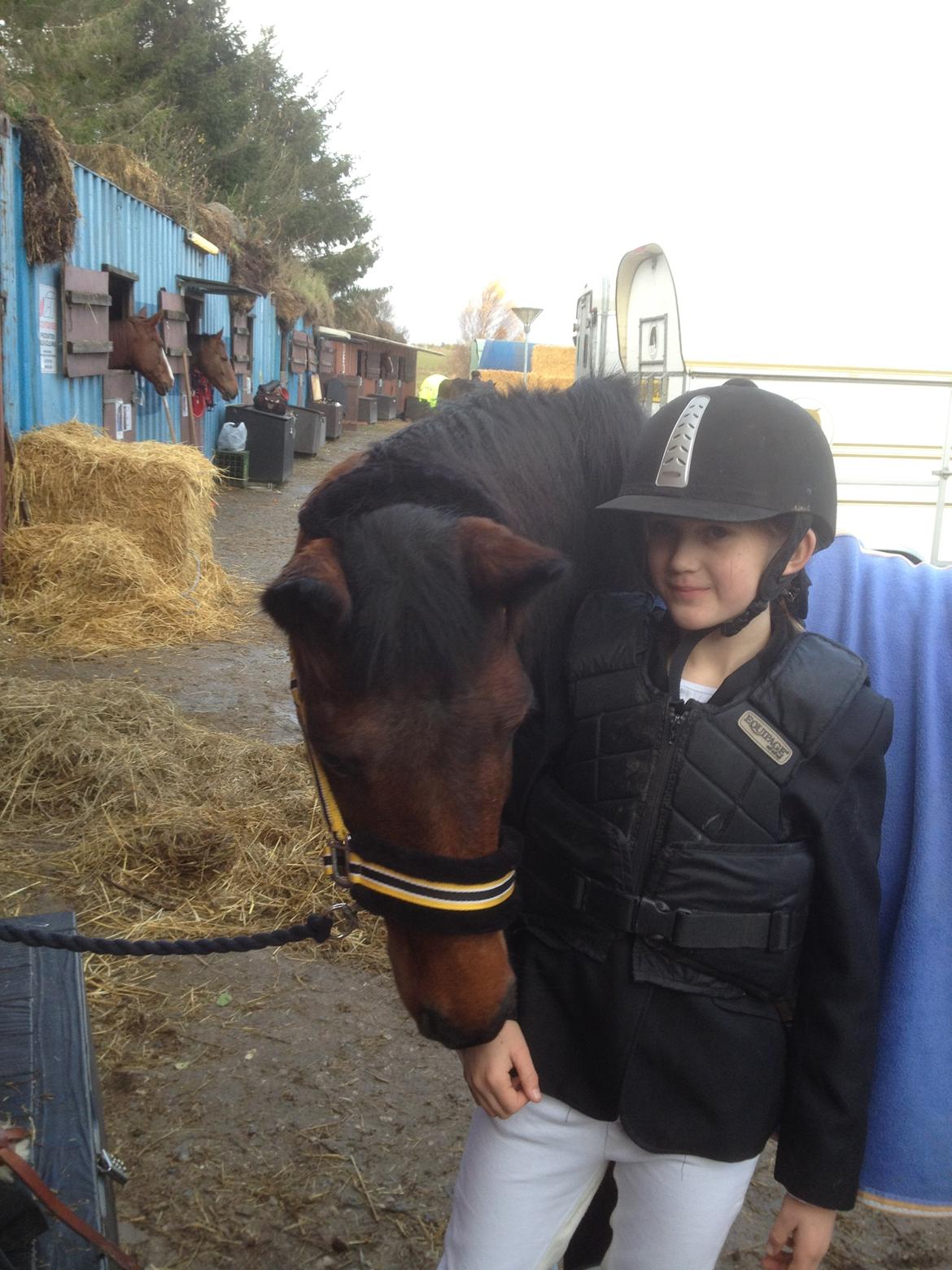 Hollandsk Sportspony lady(vsr) billede 6