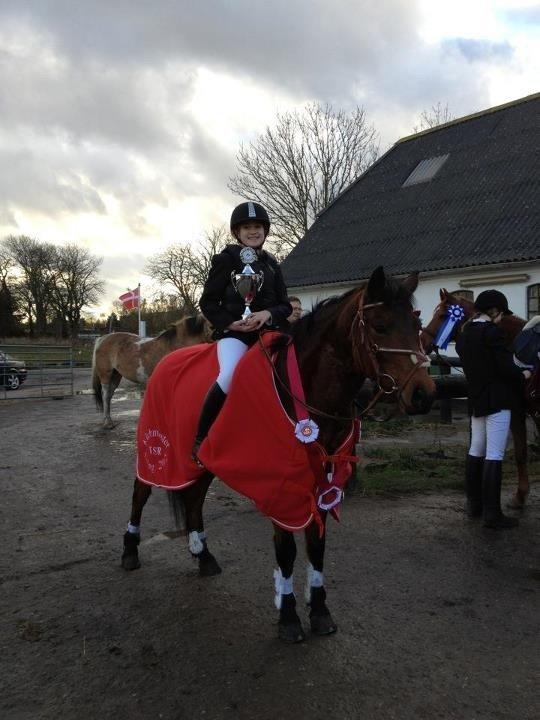 Hollandsk Sportspony lady(vsr) billede 7