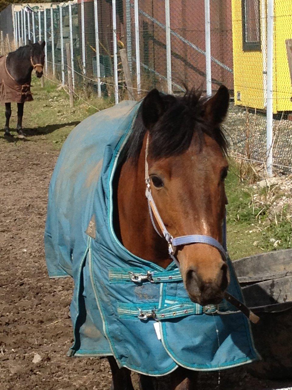 Hollandsk Sportspony lady(vsr) billede 11