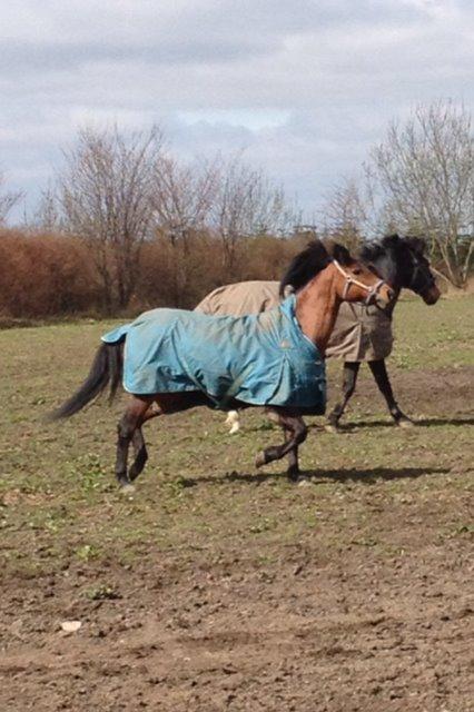 Hollandsk Sportspony lady(vsr) billede 12