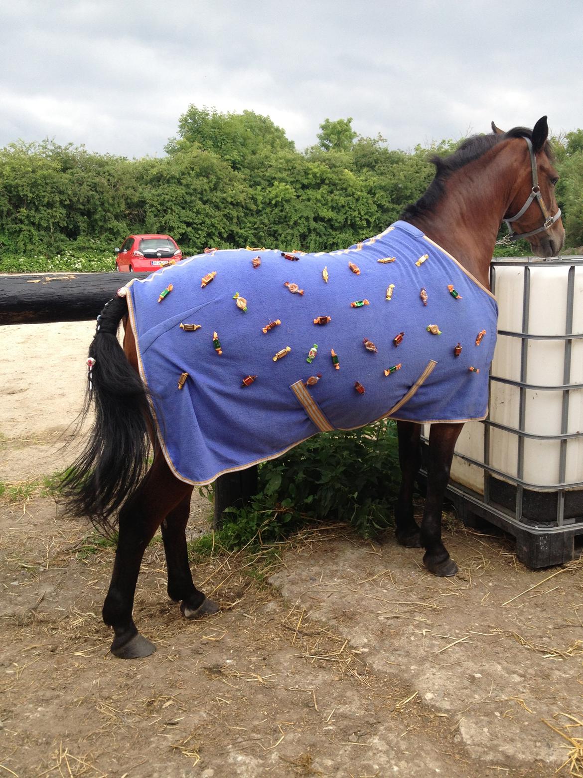 Hollandsk Sportspony lady(vsr) billede 14