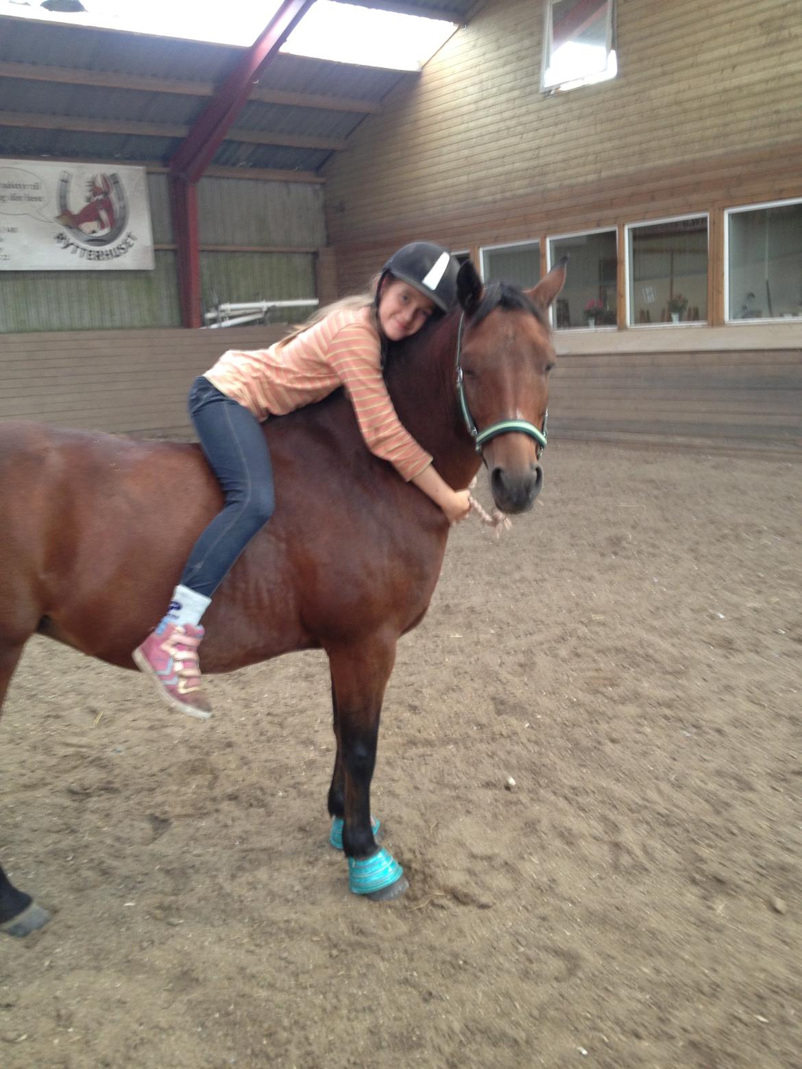Hollandsk Sportspony lady(vsr) billede 15