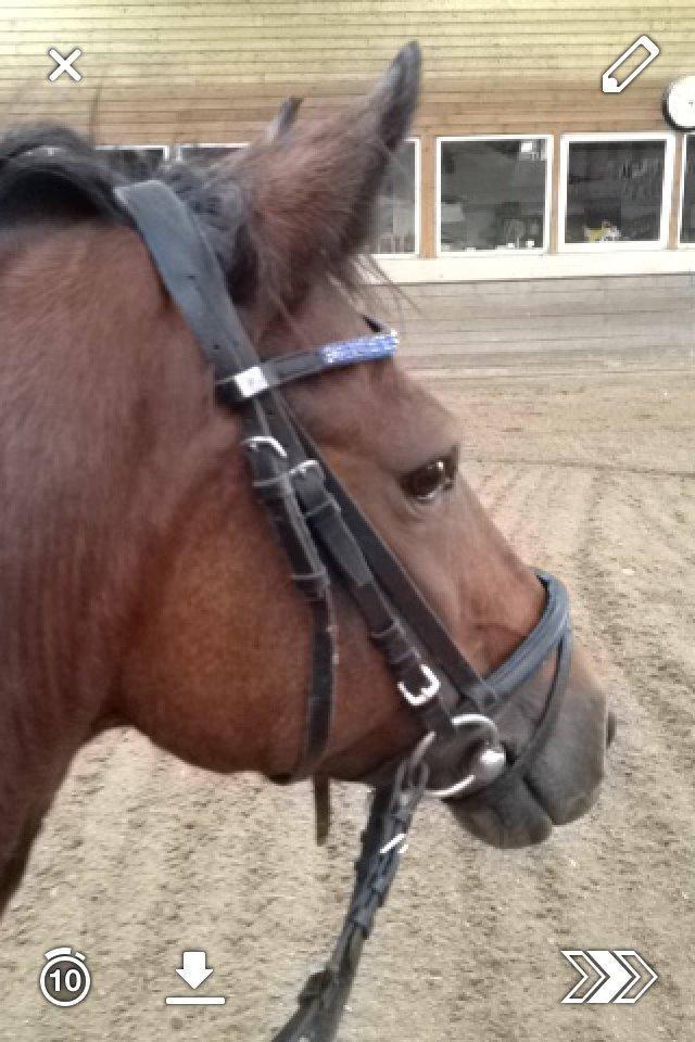 Hollandsk Sportspony lady(vsr) billede 16