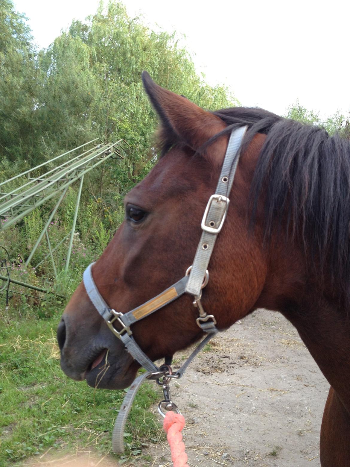 Hollandsk Sportspony lady(vsr) billede 17