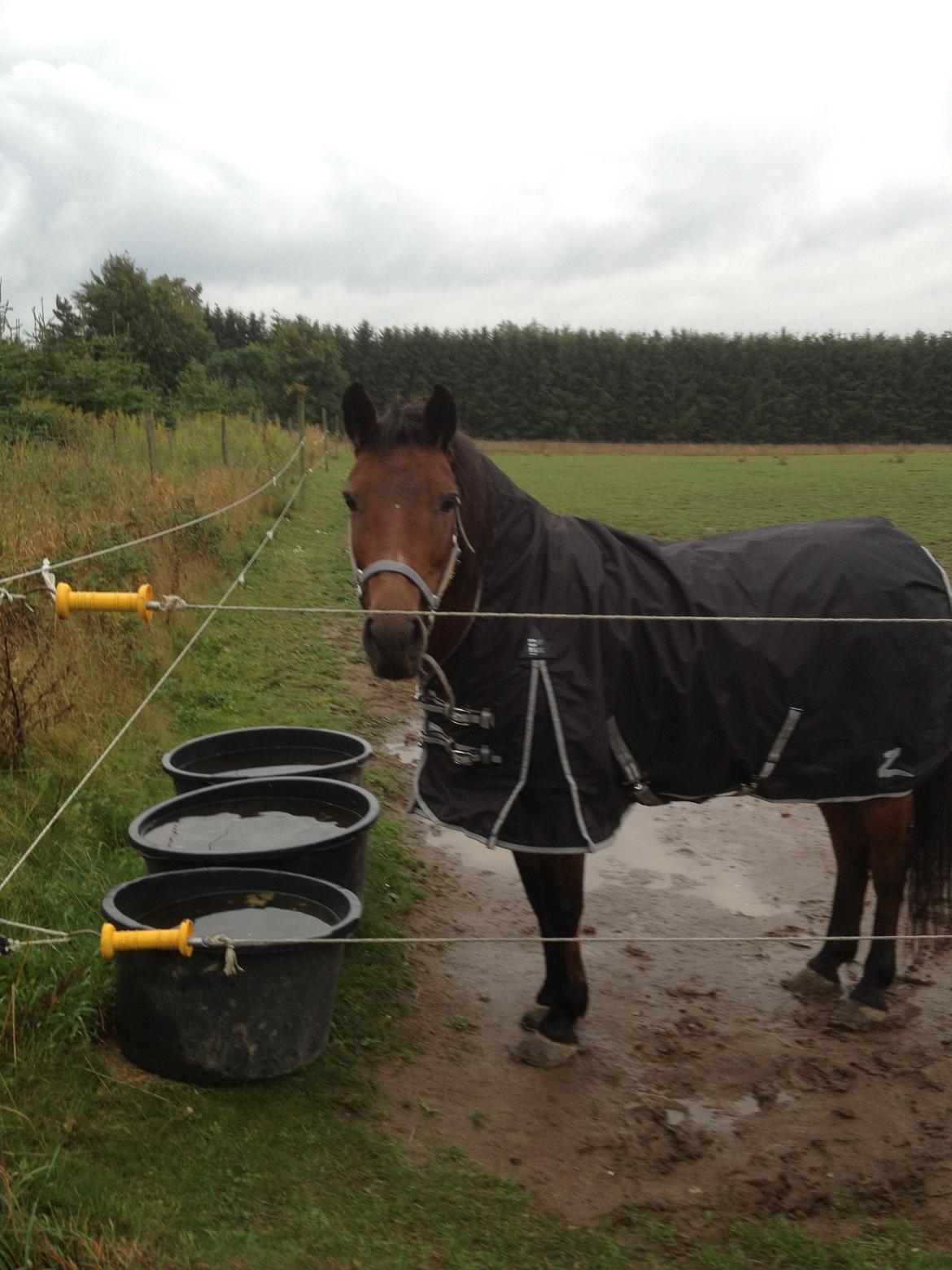 Hollandsk Sportspony lady(vsr) billede 18
