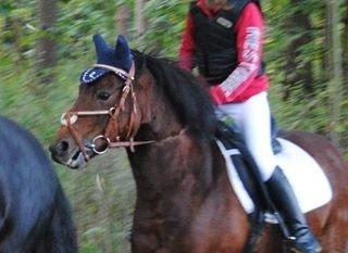 Hollandsk Sportspony lady(vsr) billede 19