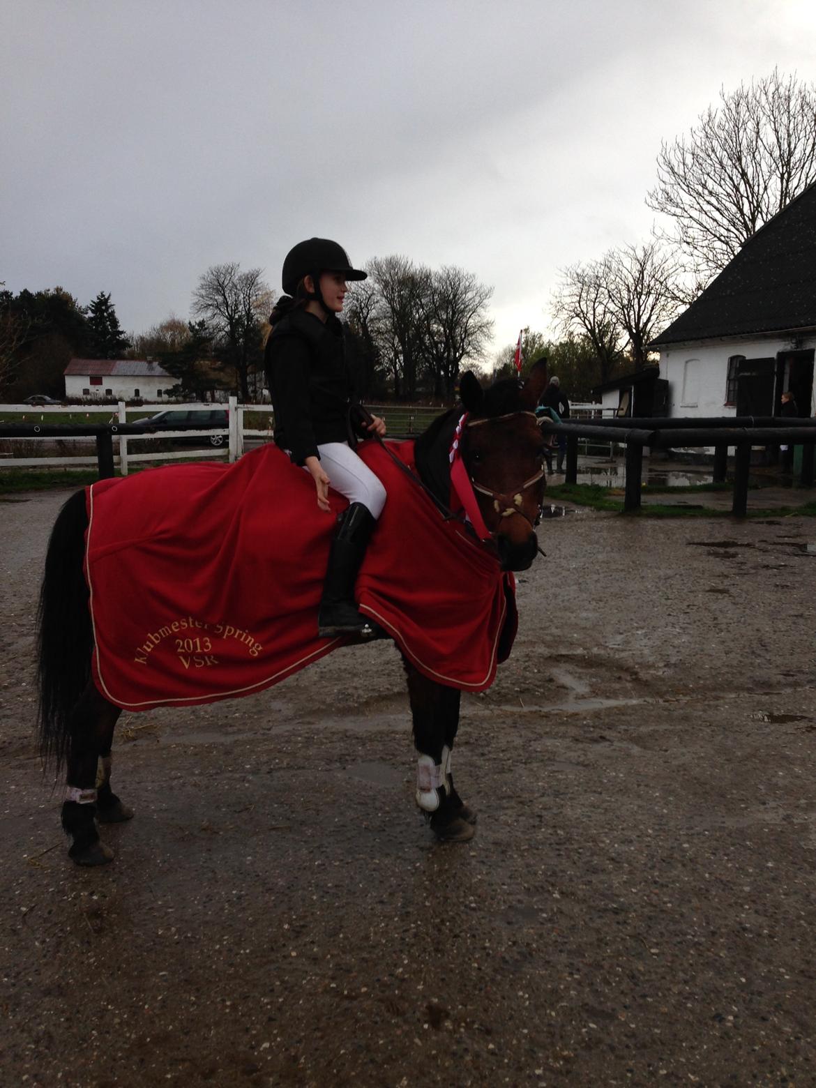Hollandsk Sportspony lady(vsr) billede 20
