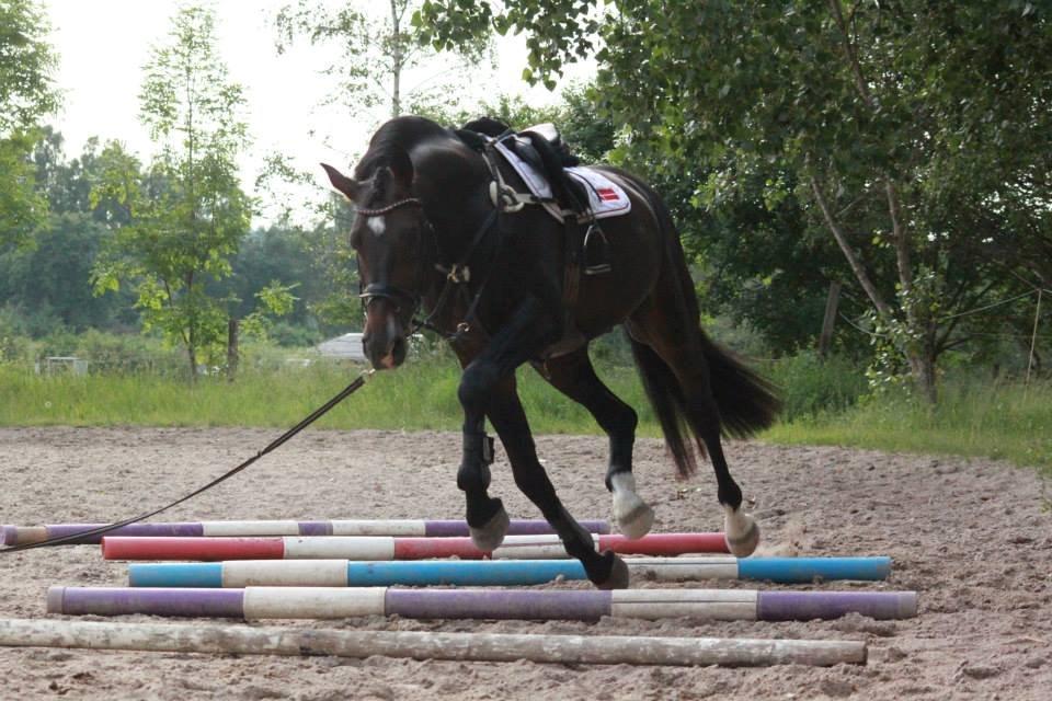 Holstener Cosby billede 36