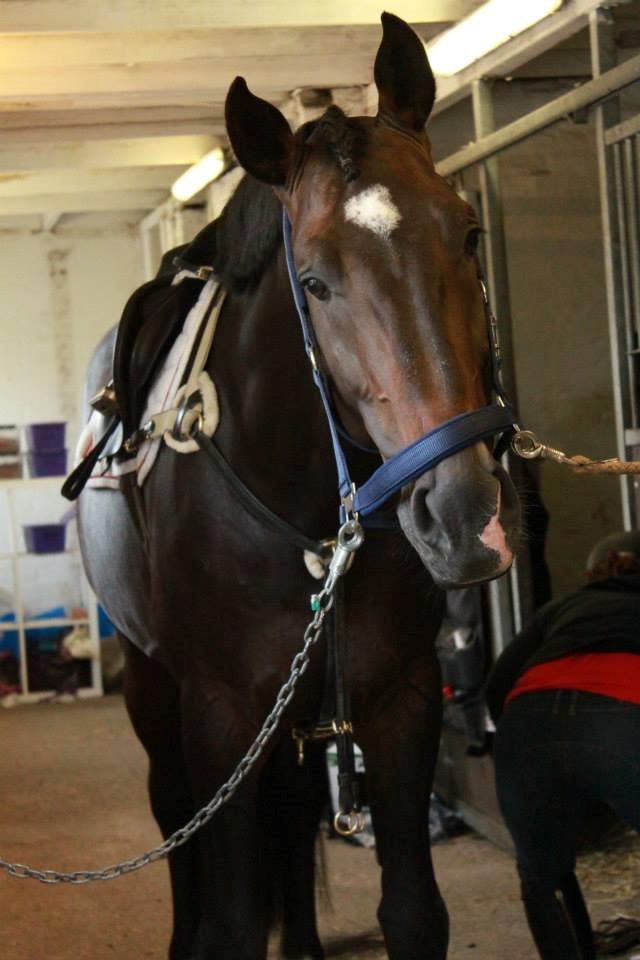 Holstener Cosby billede 37