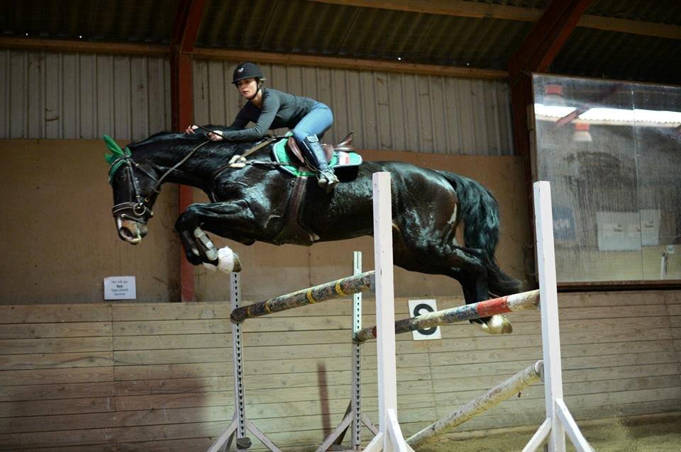 Holstener Cosby - 140cm 27.12.13 billede 38