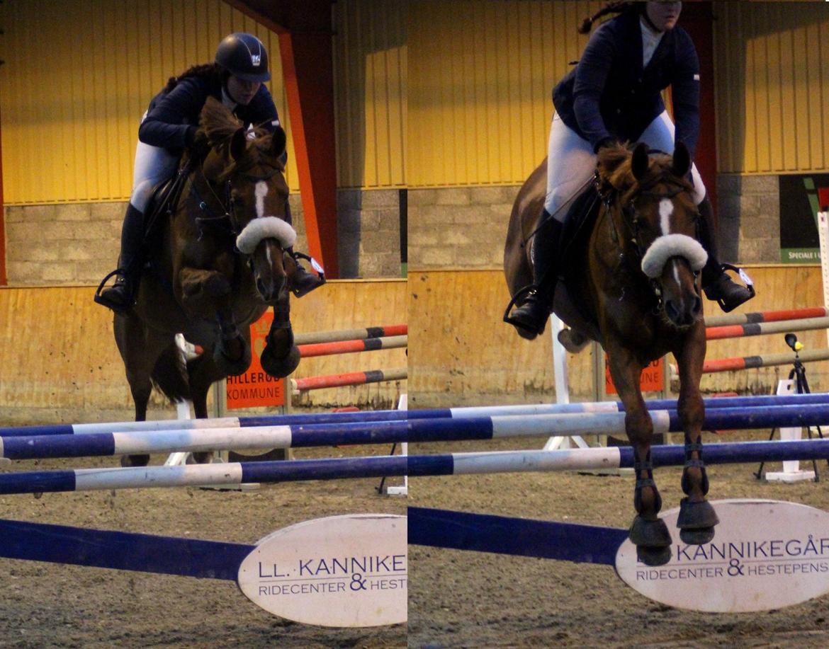 Dansk Varmblod Fiona - LB2** HIS billede 3