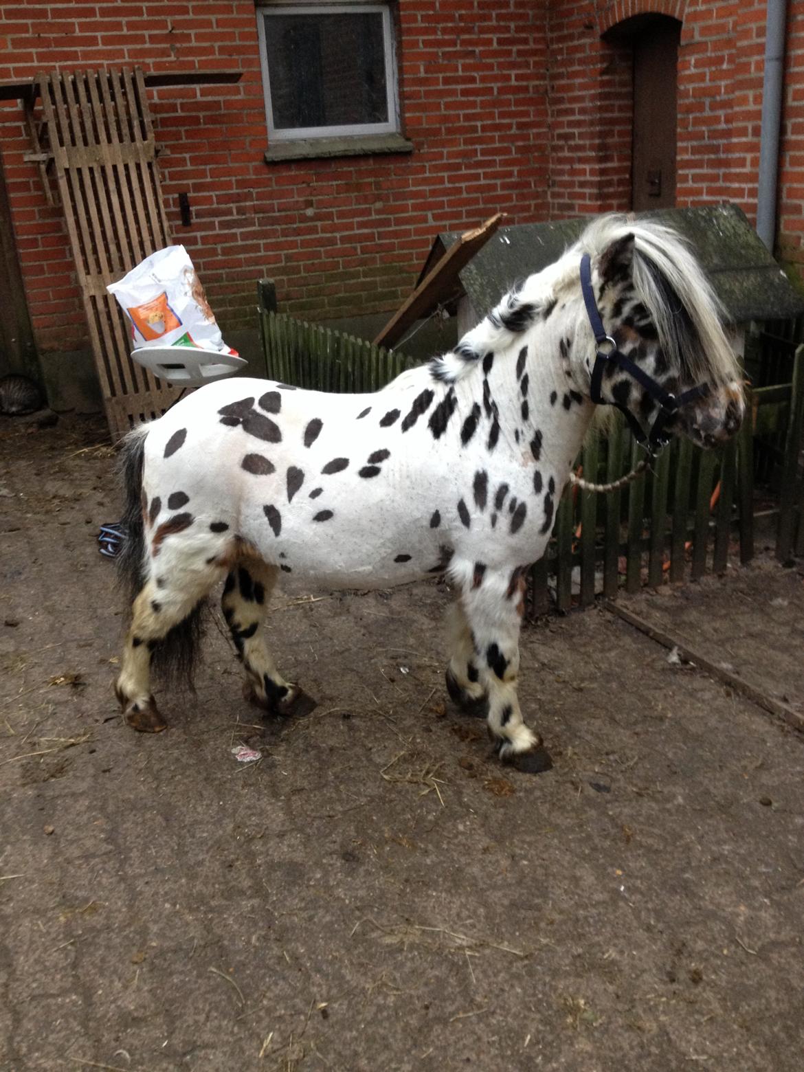 Knabstrupper Sico v. d. Heimeriete*AVLSHINGST* billede 14