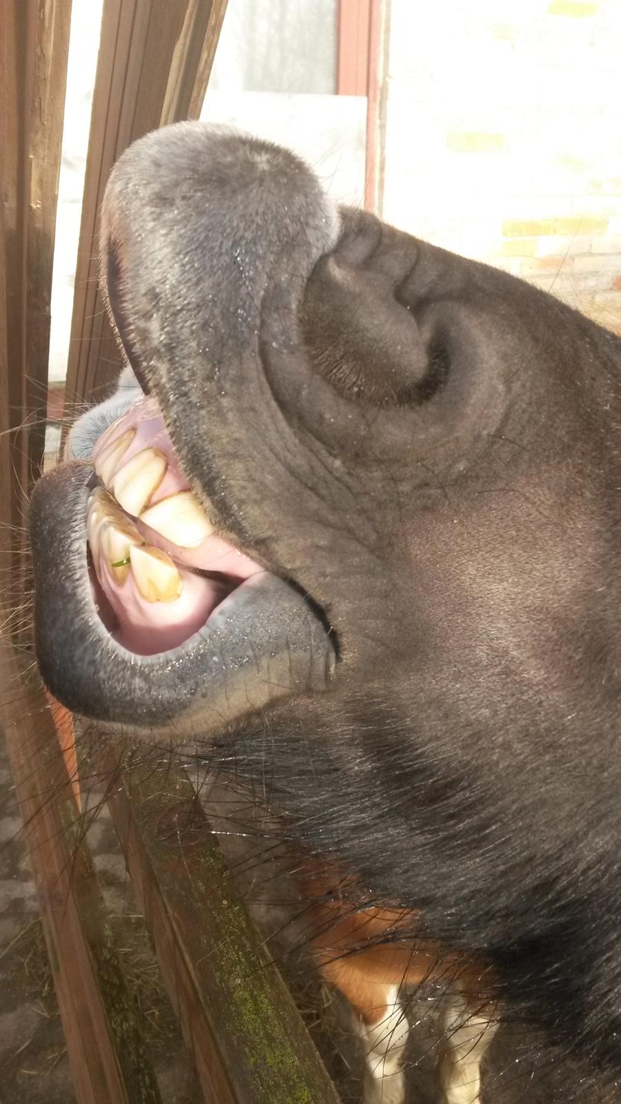 Shetlænder Sally <3 //My Soulmate// billede 12