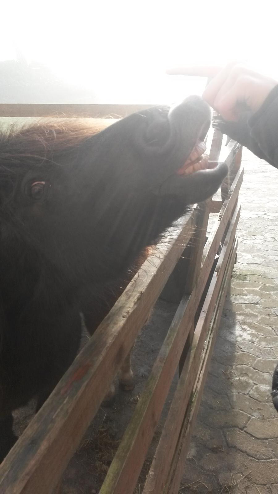 Shetlænder Sally <3 //My Soulmate// billede 13