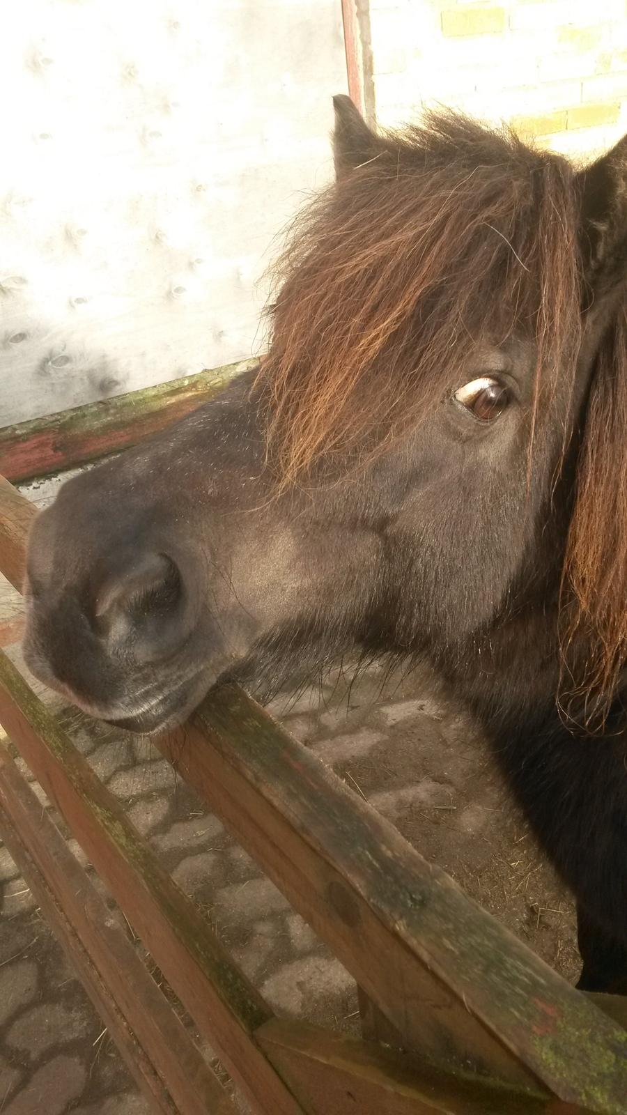 Shetlænder Sally <3 //My Soulmate// billede 14