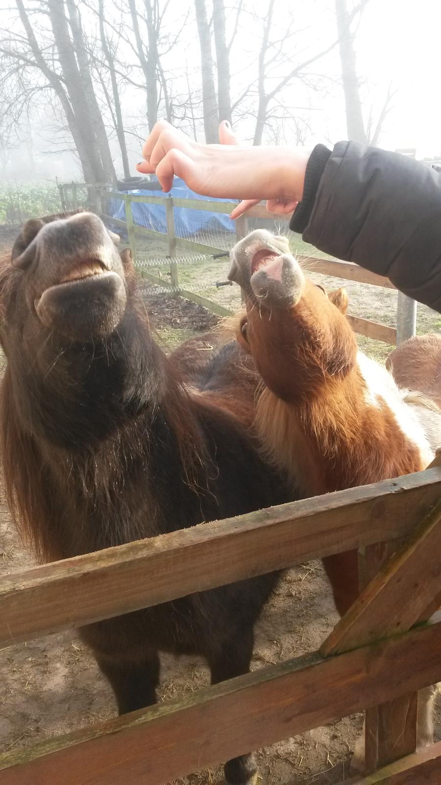 Shetlænder Sally <3 //My Soulmate// billede 15