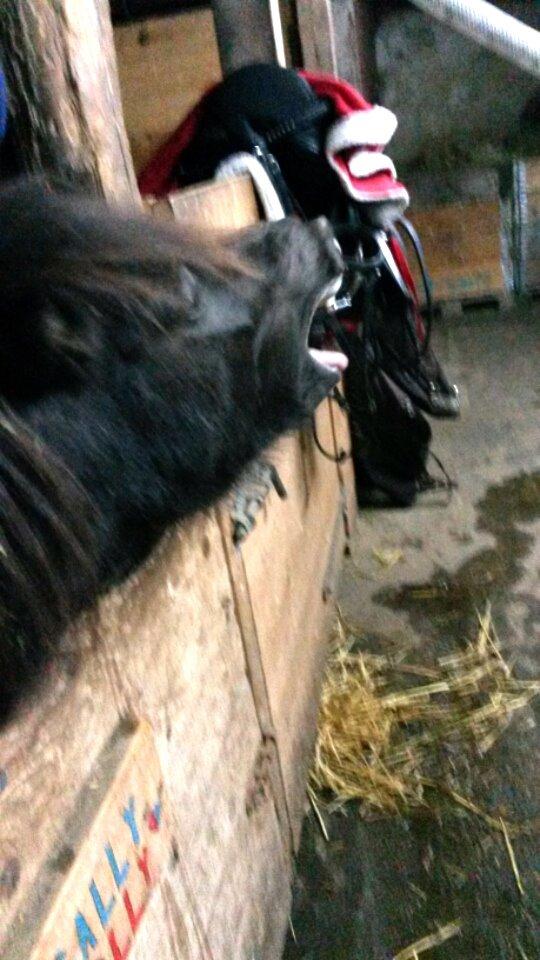 Shetlænder Sally <3 //My Soulmate// billede 16