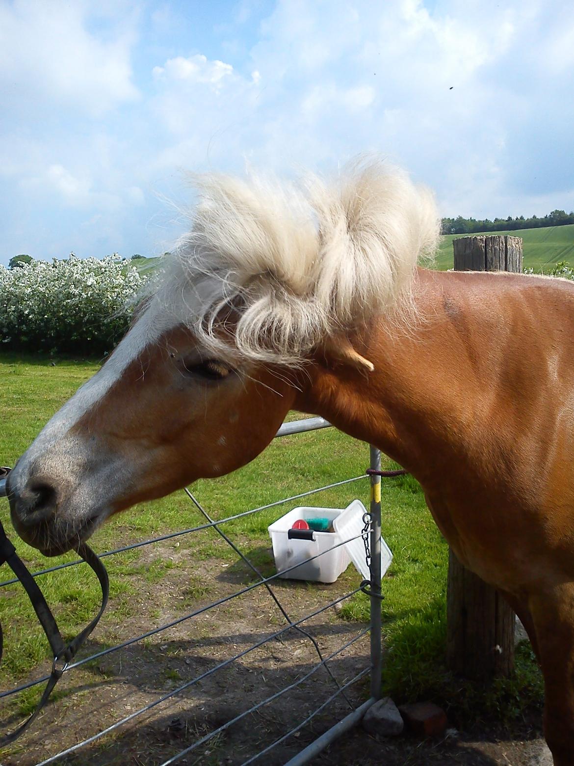 Haflinger Beauty - Skøre hest :P billede 1