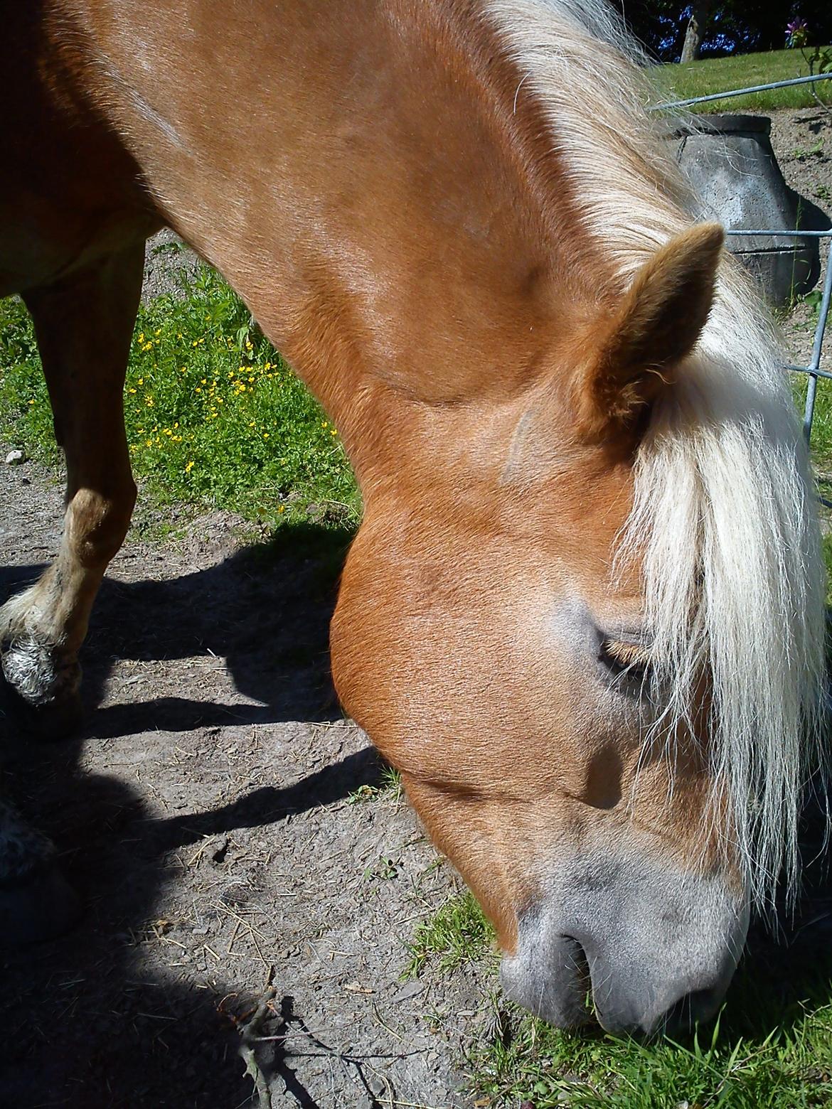 Haflinger Beauty billede 2