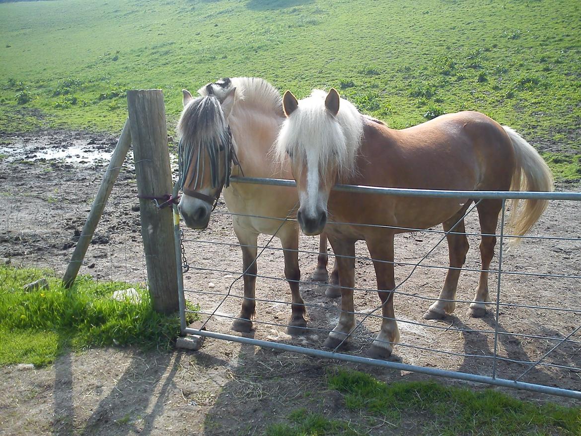 Haflinger Beauty - Tilde og Beauty venter på at vi kommer ned og nusser dem billede 3