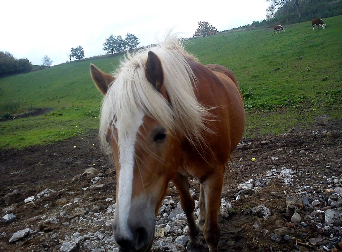 Haflinger Beauty billede 4