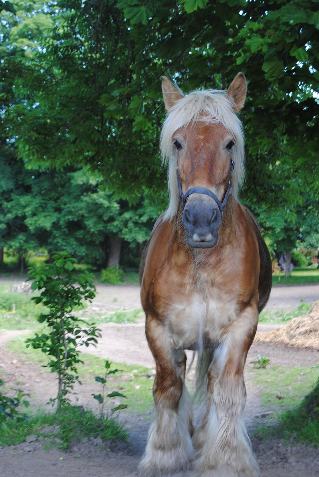 Jyde Østervig Storm P - R.I.P 19.08.2015 - Så fin bamse. billede 11