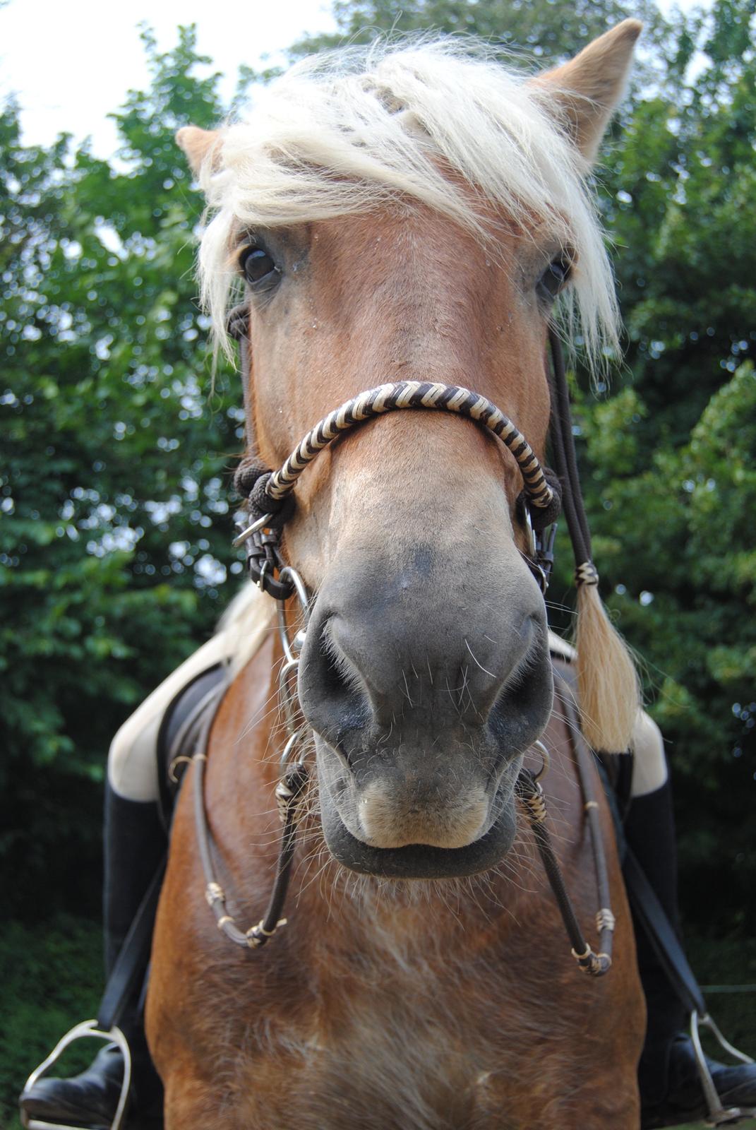 Jyde Østervig Storm P - R.I.P 19.08.2015 - Louise og Storm. billede 13