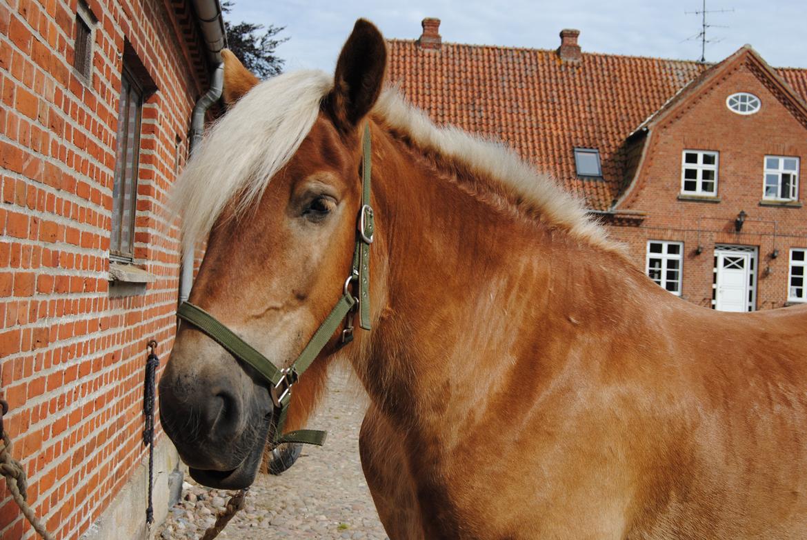 Jyde Østervig Storm P - R.I.P 19.08.2015 billede 14