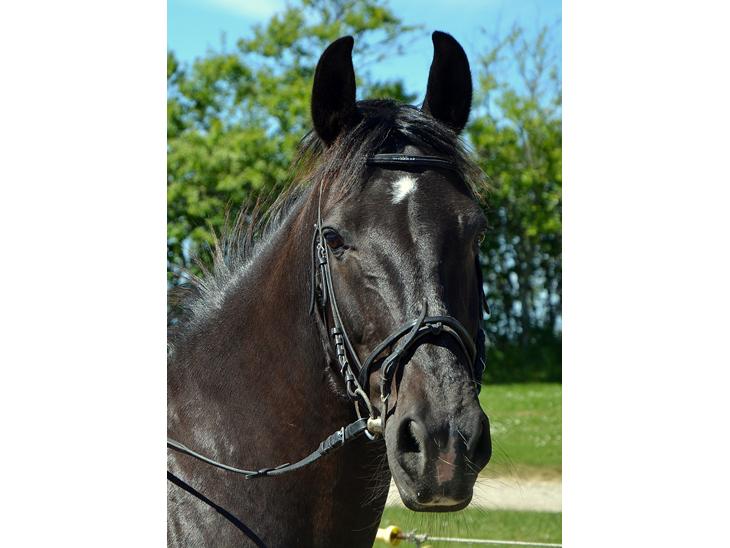 {{currentPhoto.altText}} billede {{currentPhoto.number}}