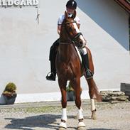 Dansk Varmblod Weltsieger