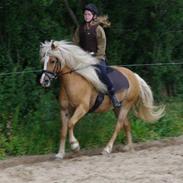 Haflinger Anna-Bell