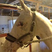 Anden særlig race Bertha