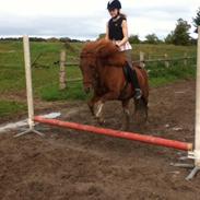 Islænder Ósk fra attemosegaard