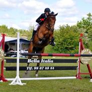 Dansk Varmblod Nørgaards Laval