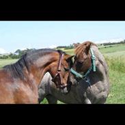 Dartmoor Disgo Ronda