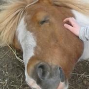 Anden særlig race Grøn Tuborg