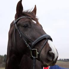 Dansk Varmblod Dolce Vita